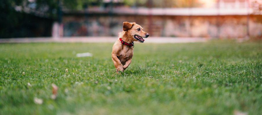 Brown dog running grass